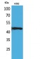 DR3 Polyclonal Antibody