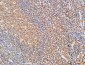 IL-10 Polyclonal Antibody