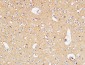 IL-10 Polyclonal Antibody