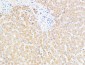 UCH-L1 Polyclonal Antibody