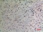 Cyclophilin D Polyclonal Antibody