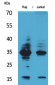 IL-4 Polyclonal Antibody