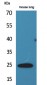 ET-1 Polyclonal Antibody