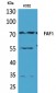 FAF1 Polyclonal Antibody