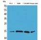 Eotaxin-3 Polyclonal Antibody