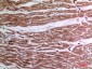 TNF-α Polyclonal Antibody