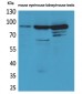 Hrs Polyclonal Antibody