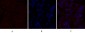 IL-8 Polyclonal Antibody