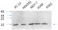 IL-8 Polyclonal Antibody