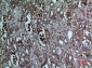 BNIP-3 Polyclonal Antibody