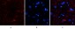 Catalase Polyclonal Antibody