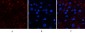 Catalase Polyclonal Antibody