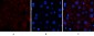 Catalase Polyclonal Antibody