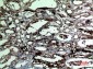 Catalase Polyclonal Antibody