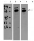 Catalase Polyclonal Antibody