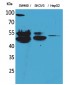 c-FLIP Polyclonal Antibody