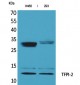 TFPI-2 Polyclonal Antibody