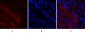Mcl-1 Polyclonal Antibody