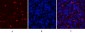 Mcl-1 Polyclonal Antibody