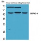 HSP40-4 Polyclonal Antibody
