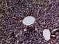 Amylase Polyclonal Antibody