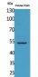 CPE Polyclonal Antibody