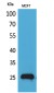 CBP 35 Polyclonal Antibody