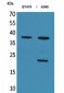 IFN-α1 Polyclonal Antibody