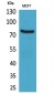 CD66e Polyclonal Antibody