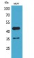 Angptl4 Polyclonal Antibody