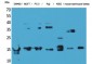 MK Polyclonal Antibody