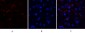 MDM2 Polyclonal Antibody