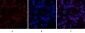 MDM2 Polyclonal Antibody