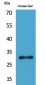 FGF-5 Polyclonal Antibody