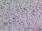 FGF-5 Polyclonal Antibody