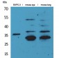 TF Polyclonal Antibody