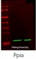 CyPA Polyclonal Antibody