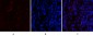 Cdk4 Polyclonal Antibody