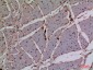 Cdk4 Polyclonal Antibody