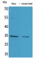 Caspase-3 Polyclonal Antibody