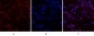 Caspase-3 Polyclonal Antibody