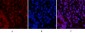 Caspase-3 Polyclonal Antibody