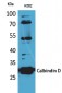 Calbindin D28K Polyclonal Antibody