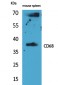 CD68 Polyclonal Antibody