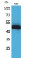 IL-5Rα Polyclonal Antibody