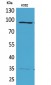 MCM3 Polyclonal Antibody