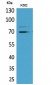 Keap1 Polyclonal Antibody