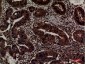 ERp57 Polyclonal Antibody