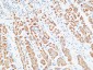 HDC Polyclonal Antibody