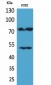 HDC Polyclonal Antibody